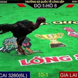 đá gà trực tiếp xổ số