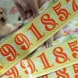xổ số 800 ngày